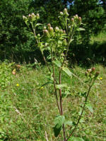 Inula conyzae / Dürrwurz / Dürrwurz-Alant / Asteraceae / Korbblütengewächse