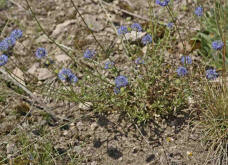 Jasione laevis / Ausdauerndes Sandglöckchen / Campanulaceae / Glockenblumengewächse