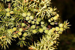 Juniperus communis / Gewöhnlicher Heide-Wacholder (unreife Früchte) / Cupressaceae / Zypressengewächse