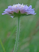 Knautia arvensis / Acker-Witwenblume / Acker-Skabiose / Dipsacaceae / Kardengewchse