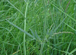 Knautia arvensis / Acker-Witwenblume / Acker-Skabiose / Dipsacaceae / Kardengewchse