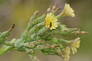 Lactuca serriola / Kompass-Lattich / Asteraceae / Korbblütengewächse / Die Blätter sind meist in Nord-Süd Richtung ausgerichtet - daher der Name Kompass-Lattich