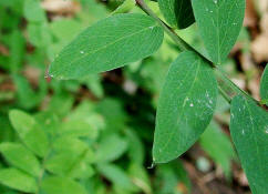 Lathyrus niger / Schwarze Platterbse / Blattgrannen / Fabaceae / Schmetterlingsbltengewchse