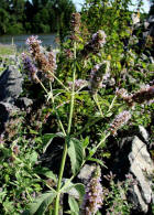 Mentha longifolia / Ross-Minze / Lamiaceae / Lippenbltengewchse