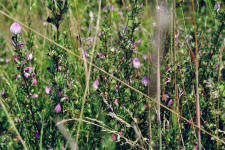 Ononis spinosa / Gewhnliche Dornige Hauhechel / Fabaceae / Schmetterlingsbltengewchse