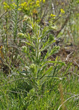 Onosma arenaria / Sand-Lotwurz / Boraginaceae / Raublattgewchse / Rote Liste 1!!! Vom Aussterben bedroht /  Streng geschtzt nach Bundesartenschutzverordnung