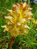 Orobanche lutea / Gelbe Sommerwurz / Sommerwurzgewächse (Orobanchaceae)