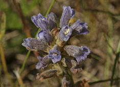Orobanche purpurea / Violette Sommerwurz / Purpur-Sommerwurz / Orobanchaceae / Sommerwurzgewchse