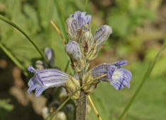 Orobanche purpurea / Violette Sommerwurz / Purpur-Sommerwurz / Orobanchaceae / Sommerwurzgewchse