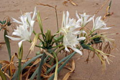 Pancratium maritimum / Strandlilie / Dnen-Trichternarzisse / Amaryllidaceae / Amaryllisgewchse