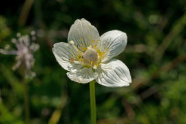 Parnassia palustris / Sumpf-Herzblatt / Celastraceae / Spindelbaumgewchse