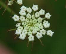 Peucedanum oreoselinum / Berg-Haarstrang / Apiaceae / Doldenblütengewächse
