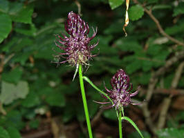 Phyteuma nigrum / Schwarze Teufelskralle / Campanulaceae / Glockenblumengewächse