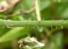 Picris echioides / Natternkopf-Bitterkraut / Wurmlattich / Asteraceae / Korbblütengewächse (Stängel, wie die ganze Pflanze borstig behaart)