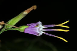 Prenanthes purpurea / Hasenlattich / Asteraceae / Korbblütengewächse