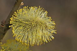 Salix caprea / Salweide / Salicaceae / Weidengewächse (männliche Kätzchen)