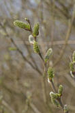 Salix caprea / Salweide / Salicaceae / Weidengewächse (weibliche Kätzchen)