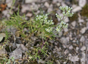Scleranthus perennis / Ausdauernder Knäuel / Caryophyllaceae / Nelkengewächse
