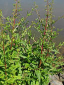 Scrophularia nodosa / Knotige Braunwurz / Scophulairaceae / Braunwurzgewächse