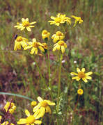 Senecio erucifolius / Raukenblättriges Greiskraut / Asteraceae / Korbblütengewächse