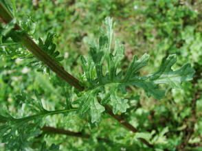 Senecio jacobaea / Jakobs-Greiskraut / Jakobskraut / Asteraceae / Korbblütengewächse