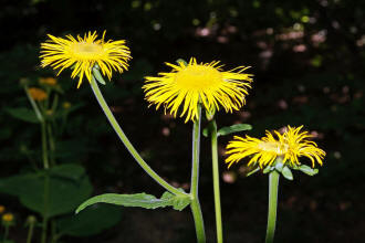 Telekia speciosa / Große Telekie / Asteraceae / Korbblütengewächse