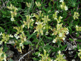 Teucrium montanum / Berg-Gamander / Lamiaceae / Lippenblütengewächse