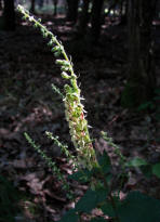 Teucrium scorodonia / Salbei-Gamander / Lamiaceae / Lippenblütengewächse