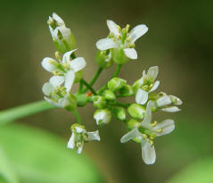 Arabis pauciflora / Armbltige Gnsekresse / Brassicaceae / Kreuzbltengewchse