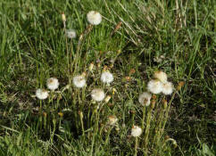 Tussilago farfara / Gemeiner Huflattich / Asteraceae / Korbblütengewächse