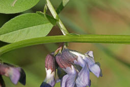 Vicia sepium / Zaun-Wicke / Fabaceae / Schmetterlingsblütengewächse
