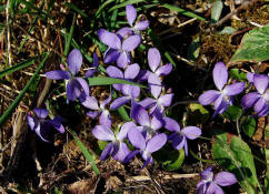 Viola x scabra / Raues Veilchen / Violaceae / Veilchengewchse
