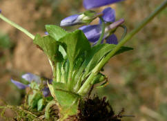 Viola x scabra / Raues Veilchen / Violaceae / Veilchengewchse