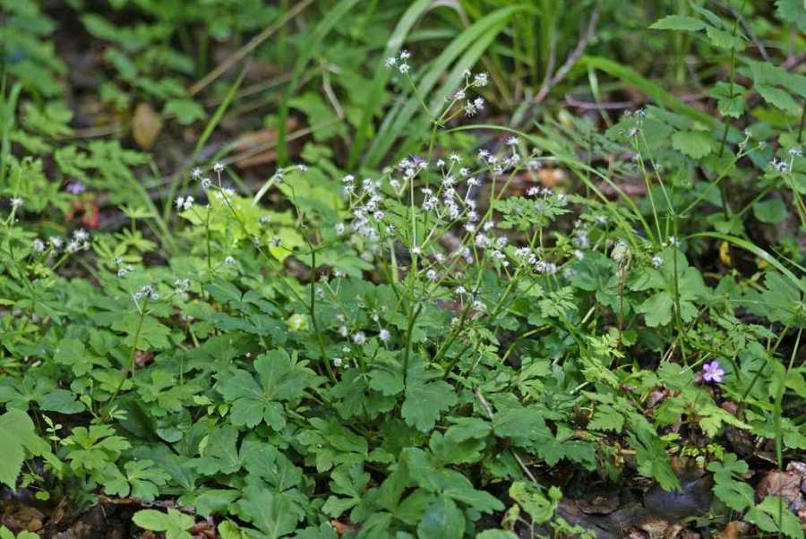 Sanicula europaea / Wald-Sanikel / Apiaceae / Doldenblütengewächse