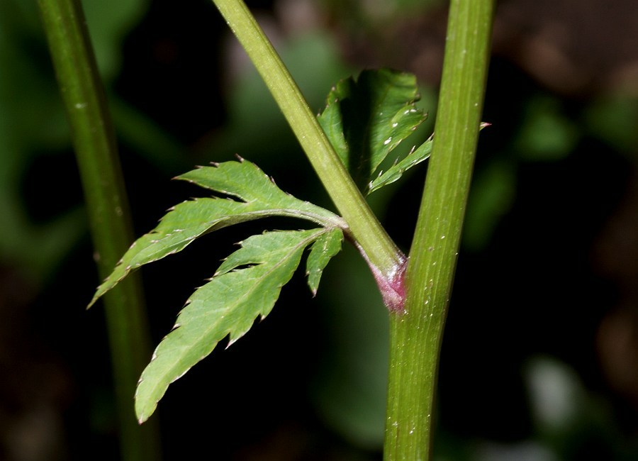 Sanicula europaea / Wald-Sanikel / Apiaceae / Doldenblütengewächse