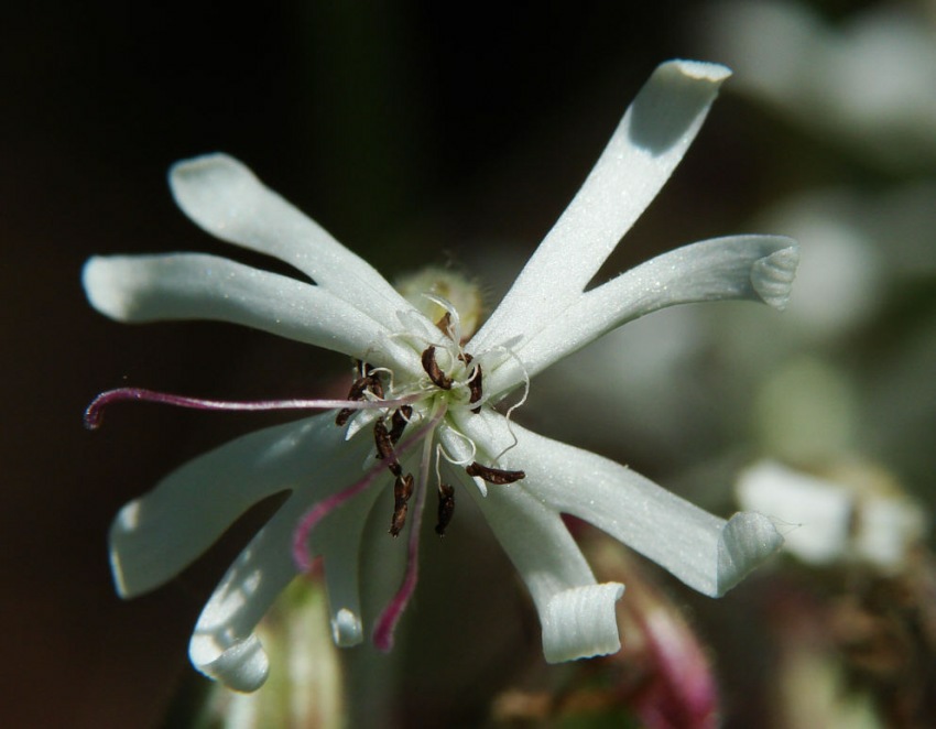 Silene nutans / Nickendes Leimkraut / Caryophyllaceae / Nelkengewächse