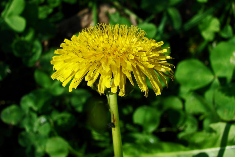 Taraxacum officinale agg. (Sektion ruderale) / Löwenzahn / Gemeine Kuhblume / Asteraceae / Korbblütengewächse