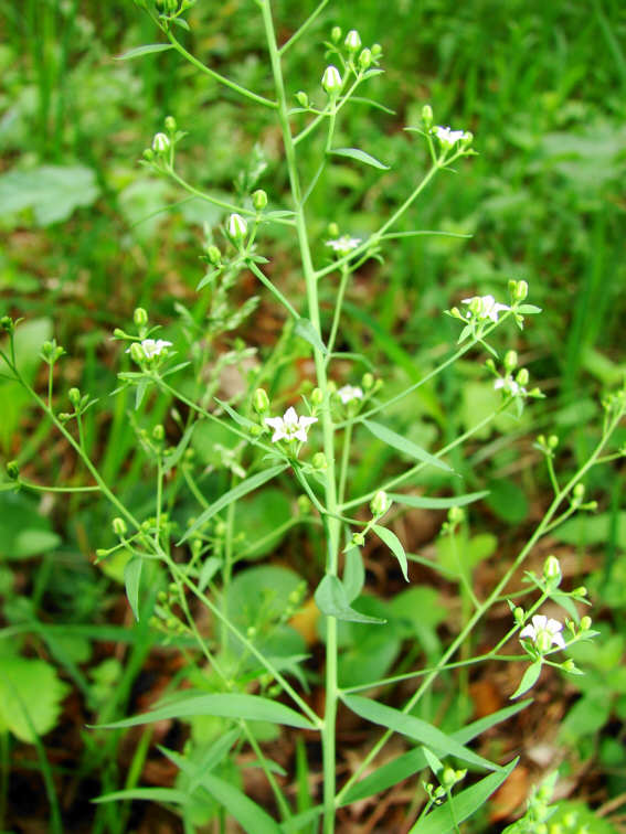 Thesium bavarum / Bayerisches Leinblatt / Santalaceae / Sandelgewächse