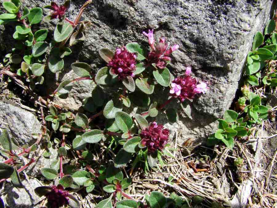 Thymus pulegioides / Gewöhnlicher Arznei-Thymian / Lamiaceae - Lippenblütengewächse