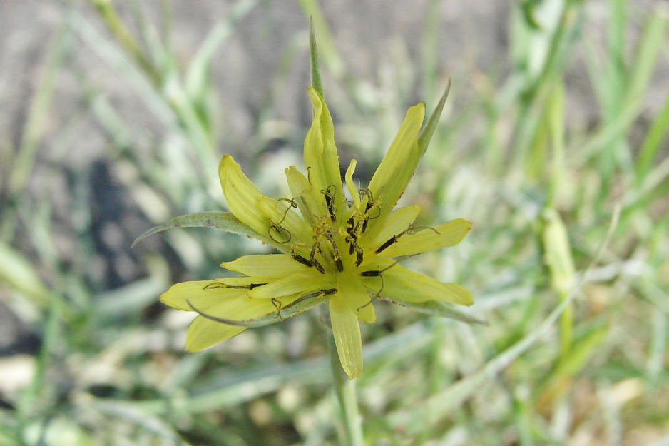 Tragopogon dubius / Großer Bocksbart / Asteraceae / Korbblütengewächse