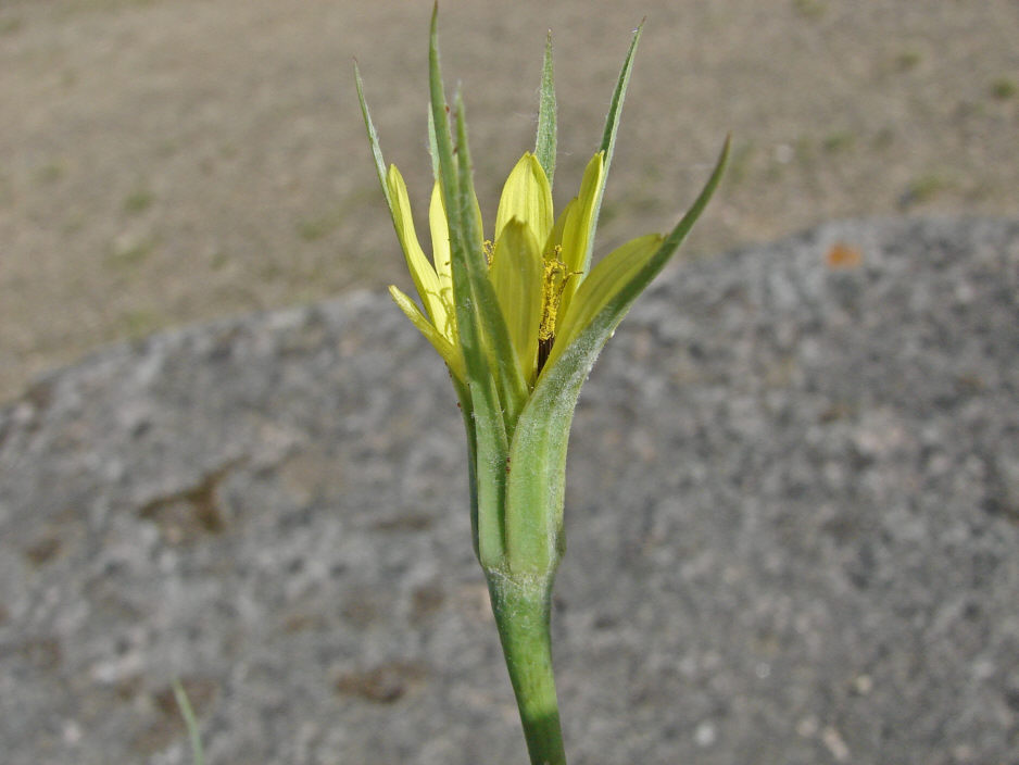 Tragopogon dubius / Großer Bocksbart / Asteraceae / Korbblütengewächse