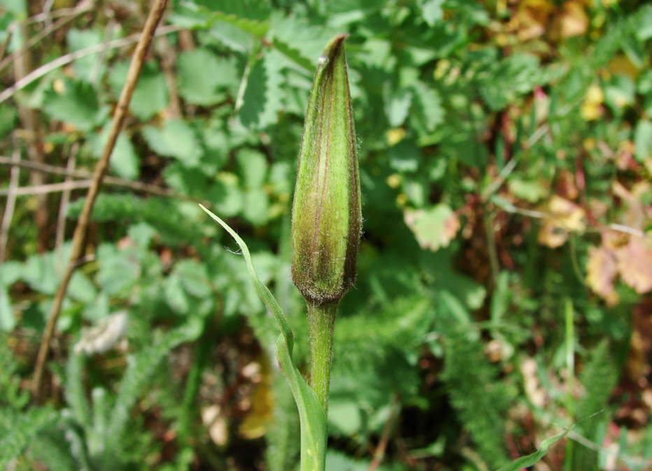 Tragopogon pratensis ssp. pratensis / Wiesen-Bocksbart / Asteraceae / Korbblütengewächse
