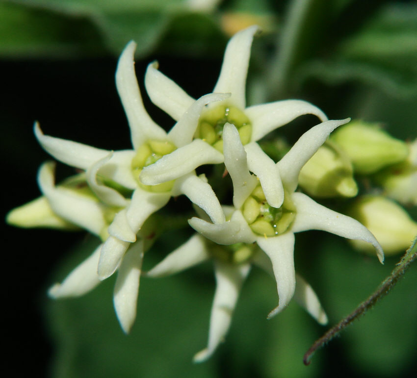Vincetoxicum hirundinaria / Weiße Schwalbenwurz / Asclepiadaceae / Schwalbenwurzgewächse