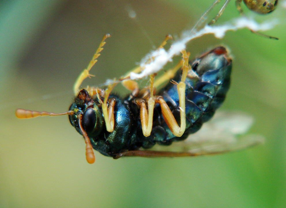 Abia nitens / Keulhornblattwespe / Keulhornblattwespen - Cimbicidae / Pflanzenwespen - Symphyta / Ordnung: Hautflügler - Hymenoptera
