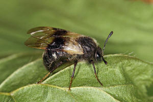 Abia fasciata / Geiblatt-Keulhornblattwespe / Keulhornblattwespen - Cimbicidae - Abiinae / Pflanzenwespen - Symphyta / Ordnung: Hautflgler - Hymenoptera