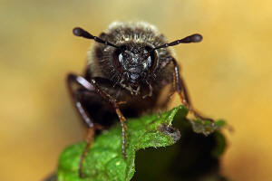 Abia fasciata / Geiblatt-Keulhornblattwespe / Keulhornblattwespen - Cimbicidae - Abiinae / Pflanzenwespen - Symphyta / Ordnung: Hautflgler - Hymenoptera