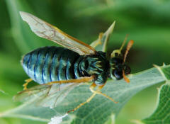 Abia nitens / Keulhornblattwespe / Keulhornblattwespen - Cimbicidae / Pflanzenwespen - Symphyta / Ordnung: Hautflgler - Hymenoptera