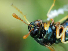 Abia nitens / Keulhornblattwespe / Keulhornblattwespen - Cimbicidae / Pflanzenwespen - Symphyta / Ordnung: Hautflgler - Hymenoptera