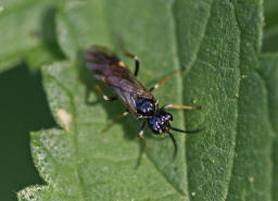 Allantus cinctus / Rosensgewespe / Gebnderte Rosenblattwespe / Pflanzenwespen - Symphyta - Echte Blattwespen - Tenthredinidae