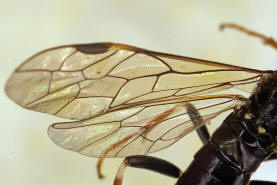 Allantus cinctus / Rosensgewespe / Gebnderte Rosenblattwespe / Pflanzenwespen - Symphyta - Echte Blattwespen - Tenthredinidae